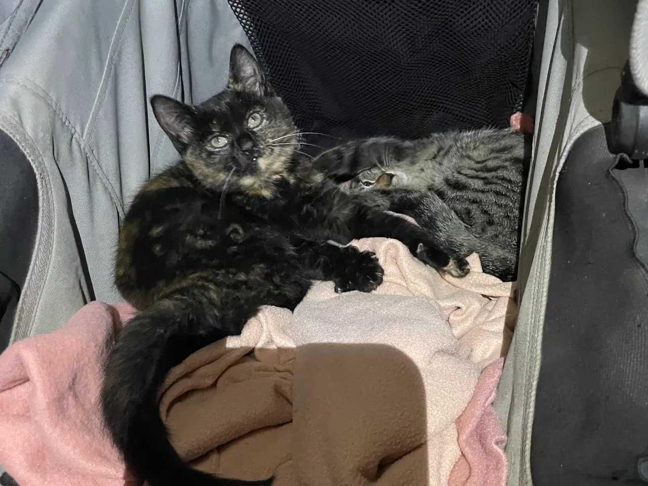 Billede 5 - 2 kattekillinger sælges samlet