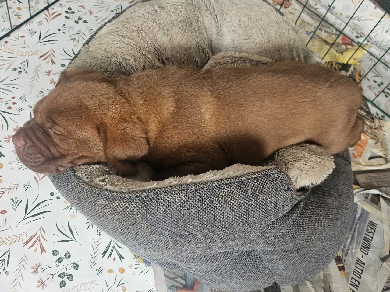 Billede 18 - Dogue de bordeaux blandings hvalpe