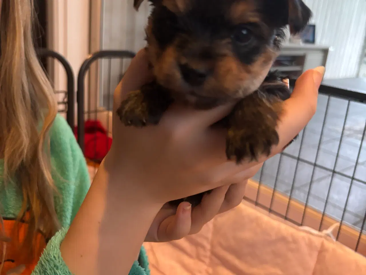 Billede 4 - Yorkshire terrier hvalpe