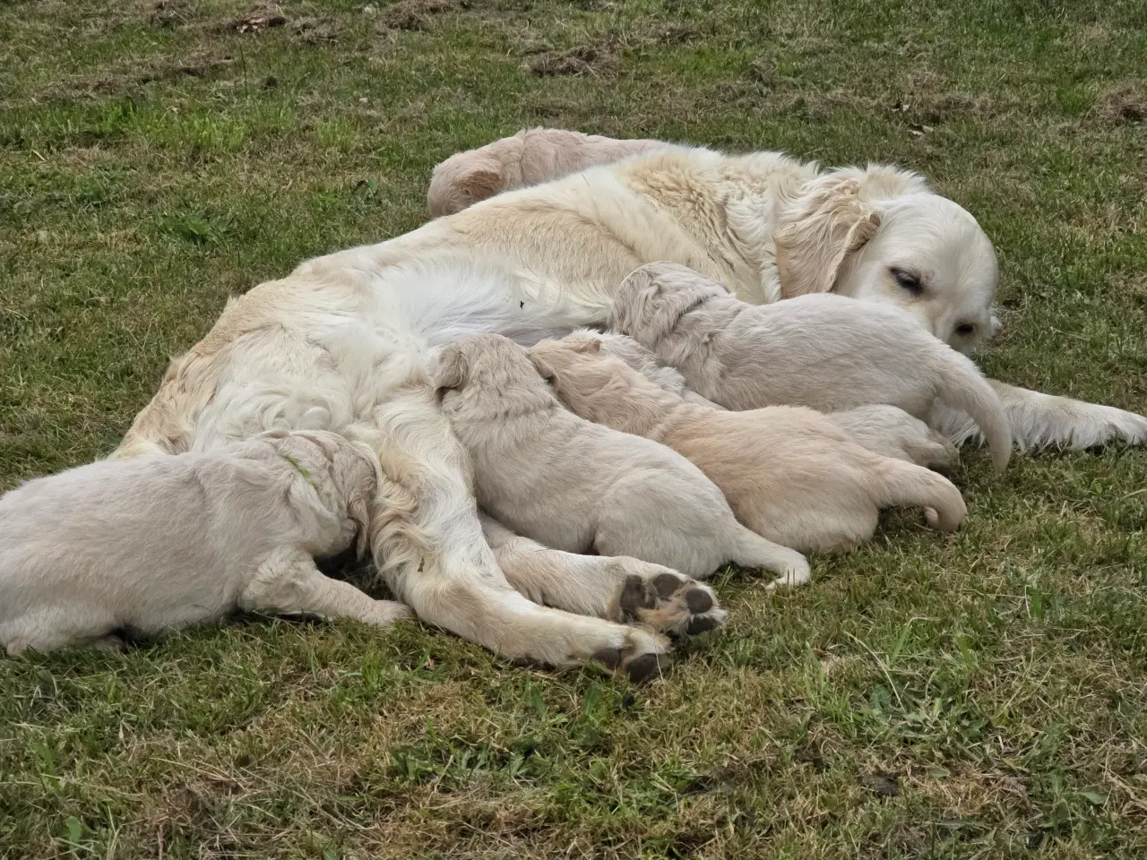 Billede 15 - Goldendoodle hvalpe søger nyt hjem.