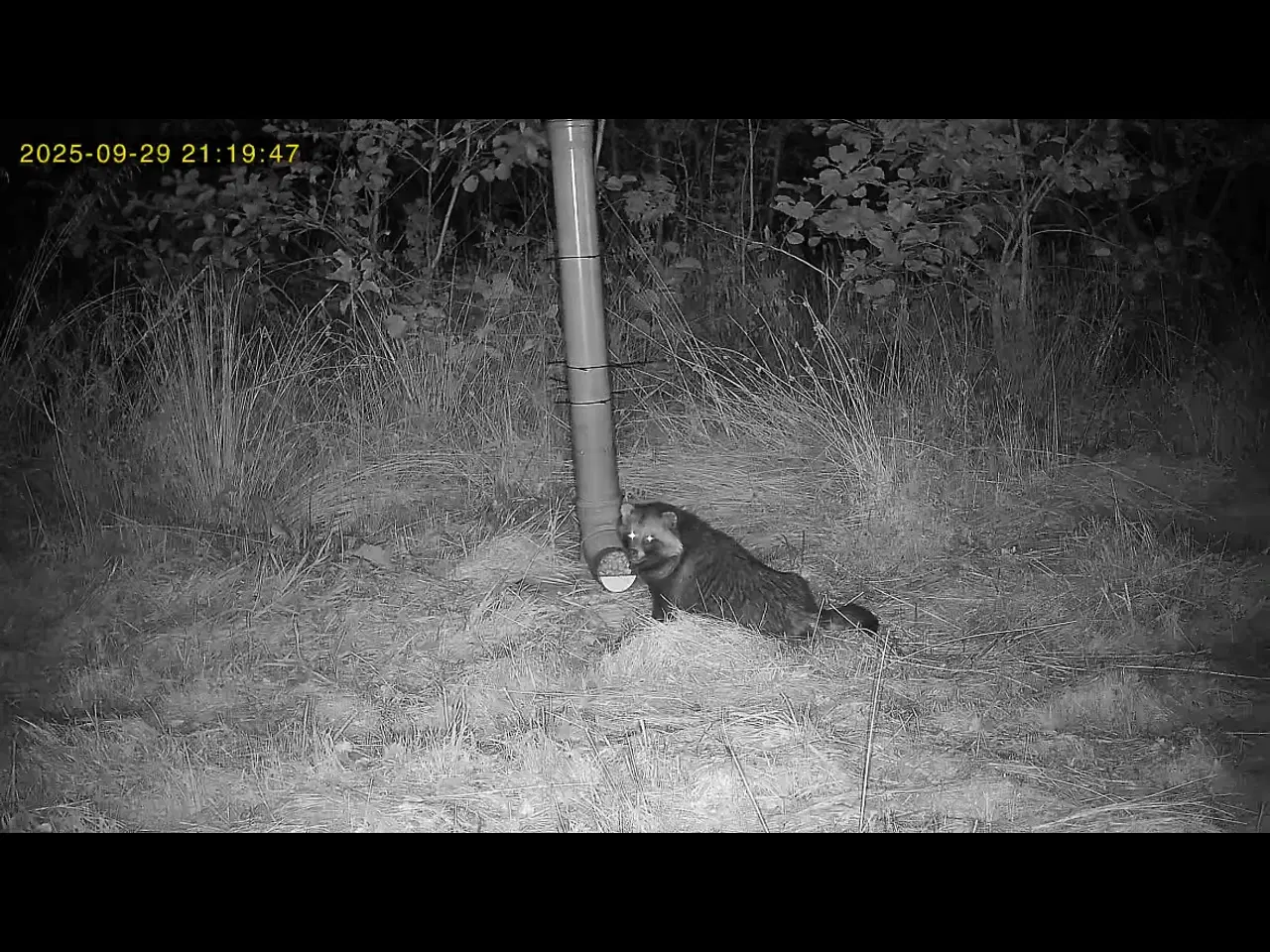 Billede 3 - Live Vildt kamera med app