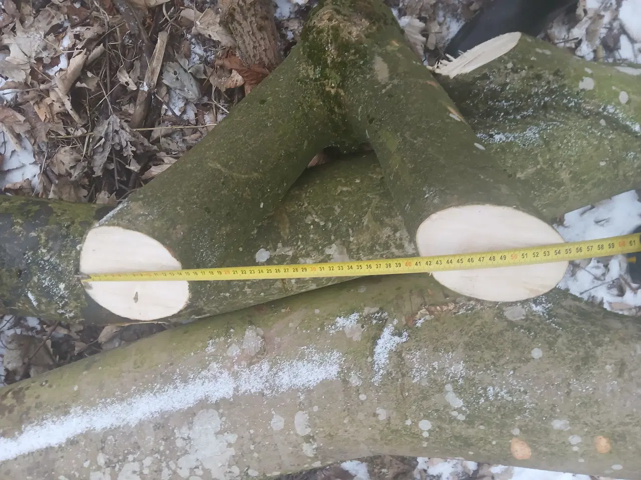 Billede 13 - Ahorntræ fældet og parteret i stamme og grene