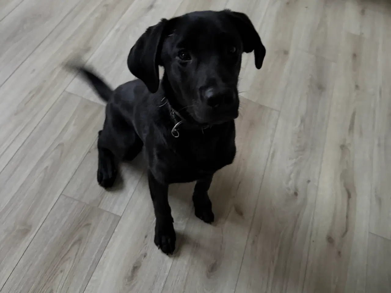 Billede 2 - Labrador