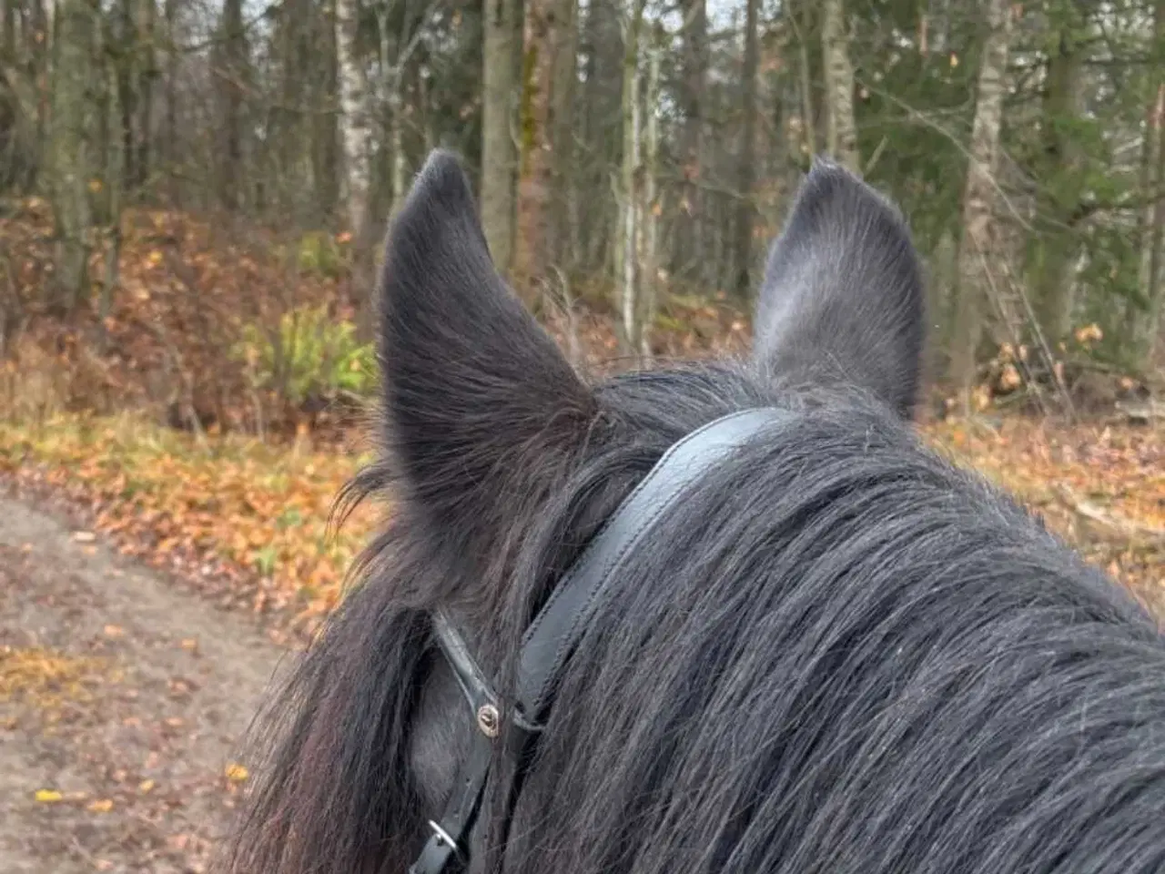 Billede 5 - Køre og ridehest 