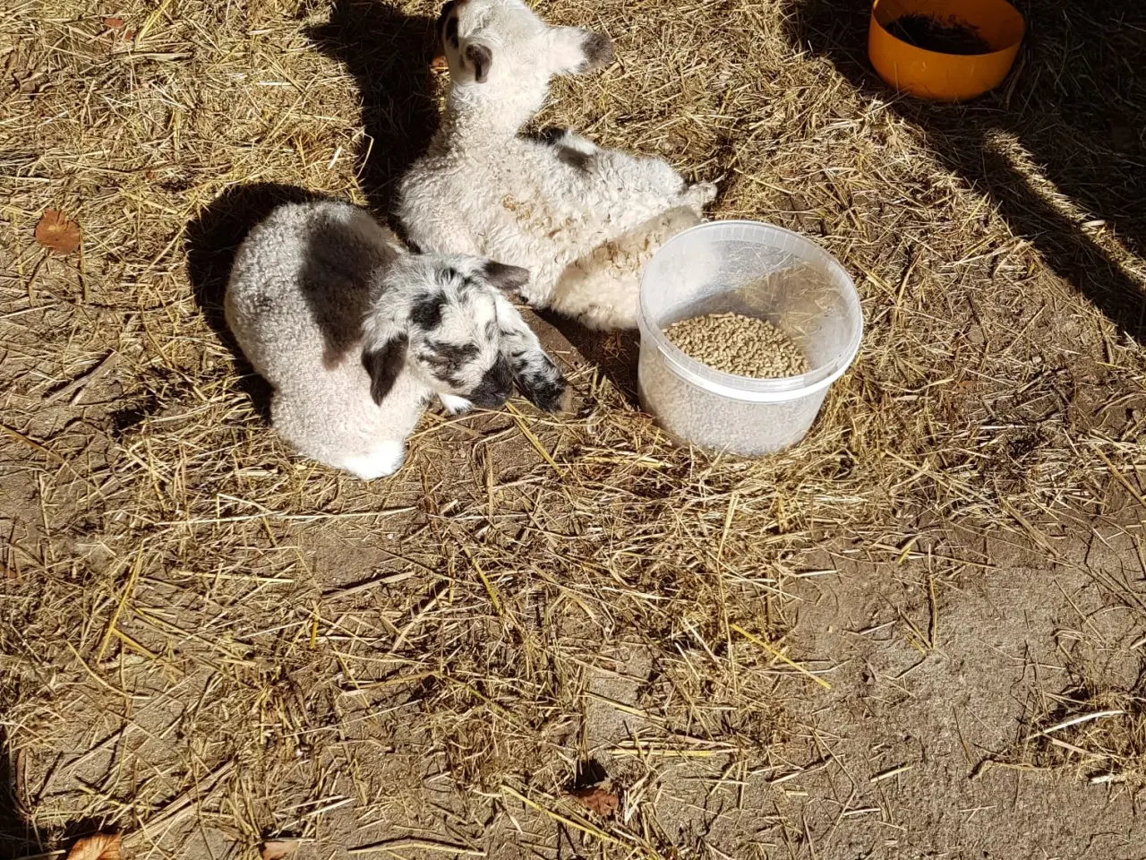 Billede 1 - Lam til salg i 6818