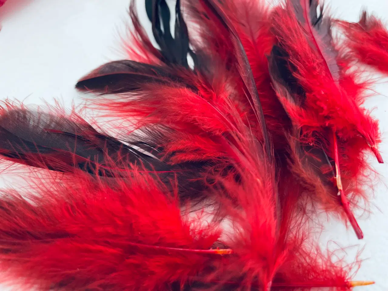 Billede 5 - Fjer i røde og mørke nuancer 