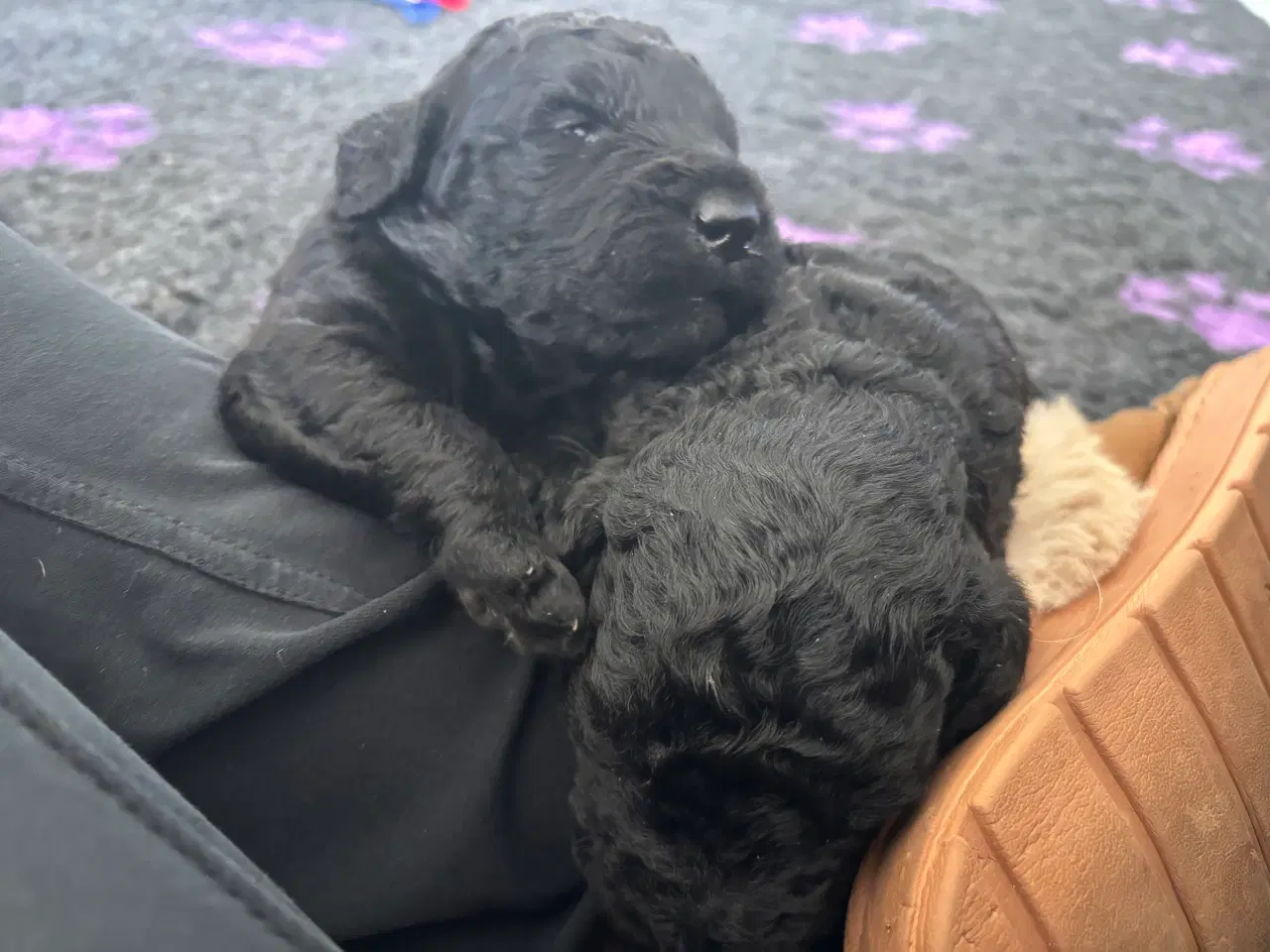 Billede 3 - Labradoodle goldendoodle doodle hvalpe 