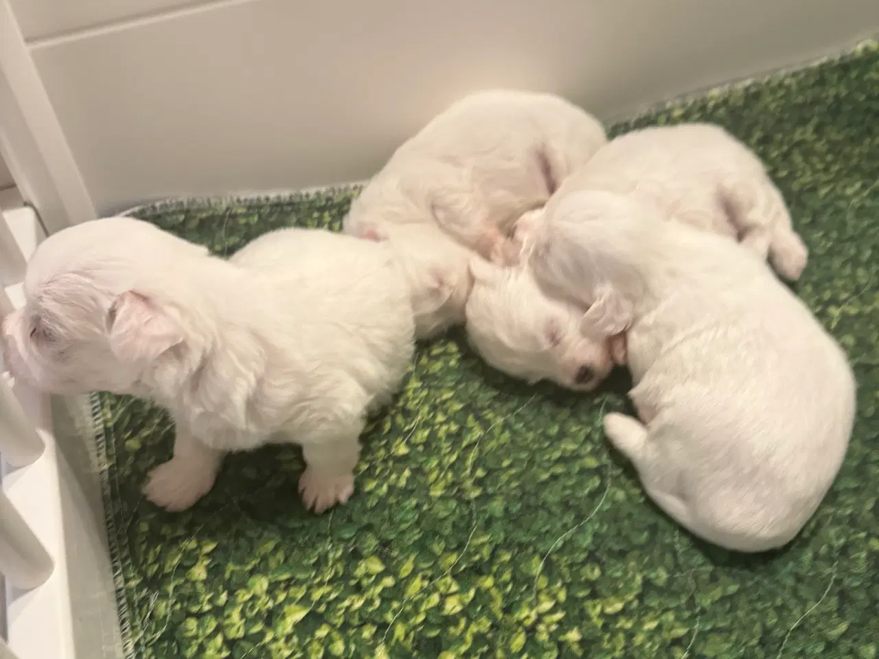 Billede 3 - Coton de tulear med stamtavle