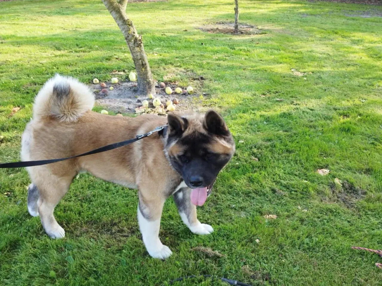 Billede 5 - 5 smukke American Akita hundehvalpe 