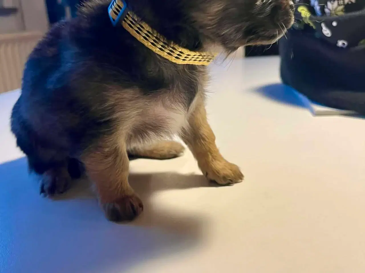 Billede 2 - Chihuahua/Papillon hvalpe