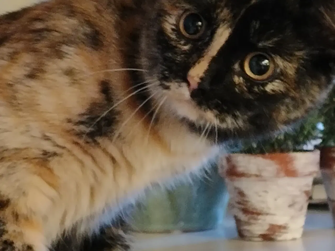 Billede 1 - British Shorthair/huskat blanding