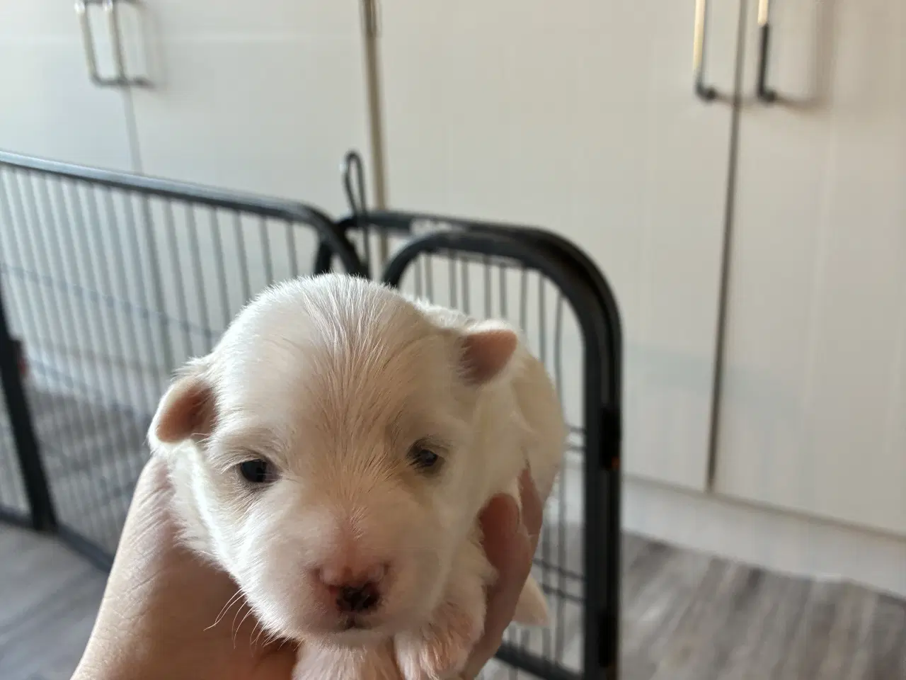 Billede 8 - Søde små Havaton hvalpe