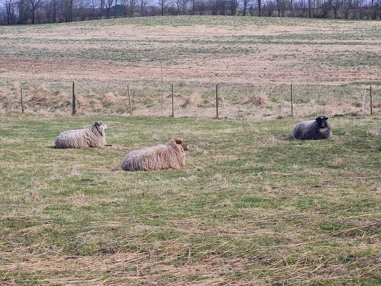 Billede 5 - 5 spælsau får