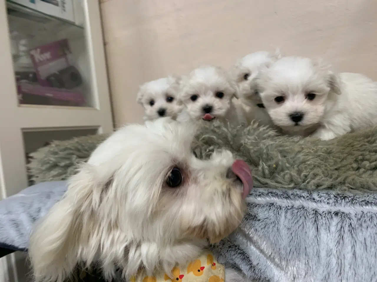 Billede 9 - Ægte mini malteser babyer