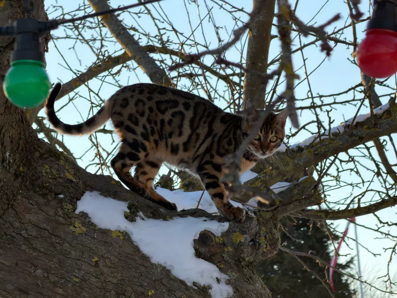Billede 3 - Efterlysning Bengalkat / Dusør
