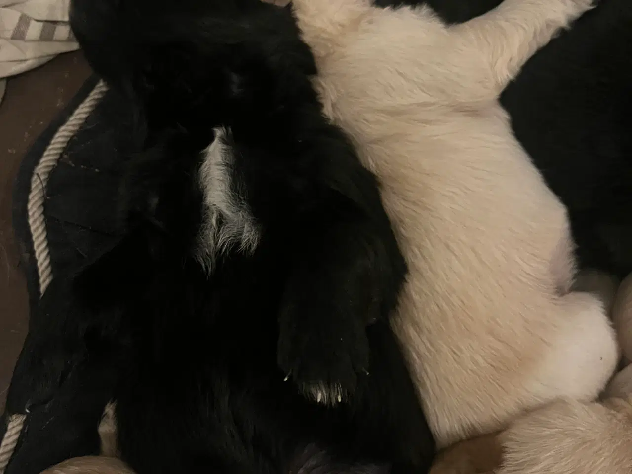 Billede 17 - Familie hunde søger nyt hjem