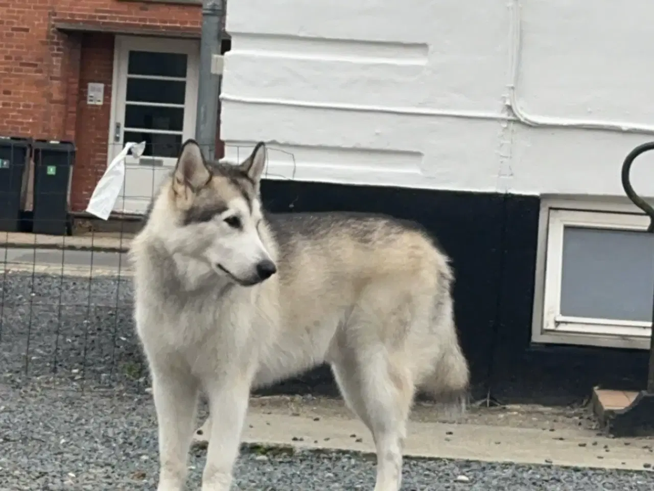 Billede 7 - Han Alaskan Malamute 2 år