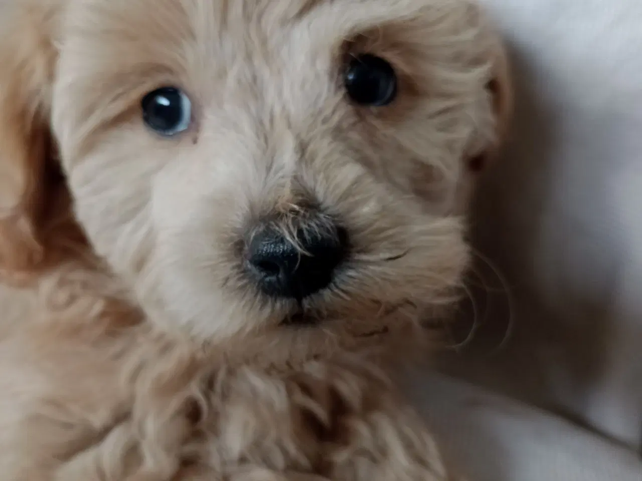 Billede 6 - Maltipoo hvalpe