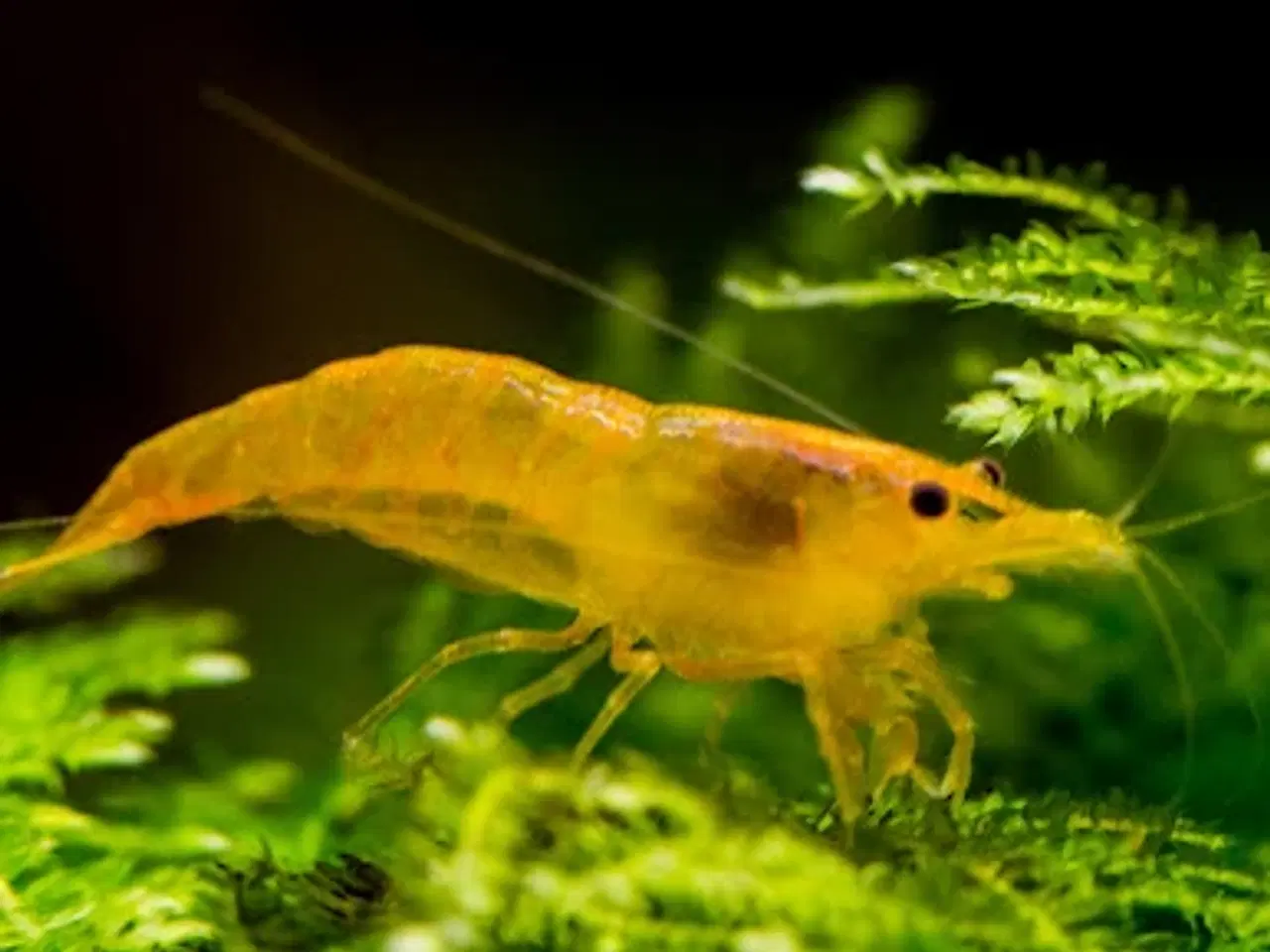 Billede 1 - Orange neocaridina rejer