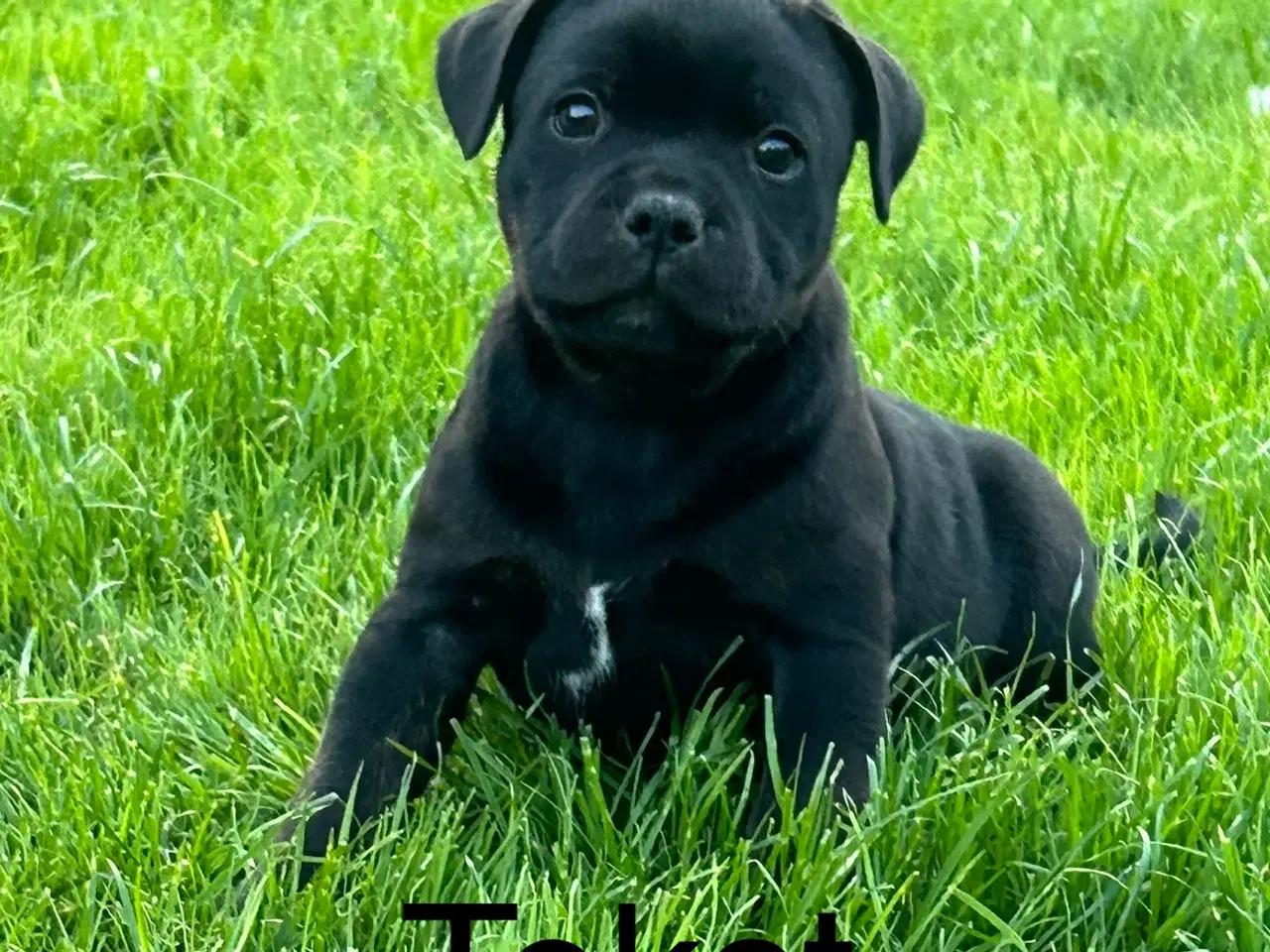 Billede 4 - Staffordshire Bull terrier