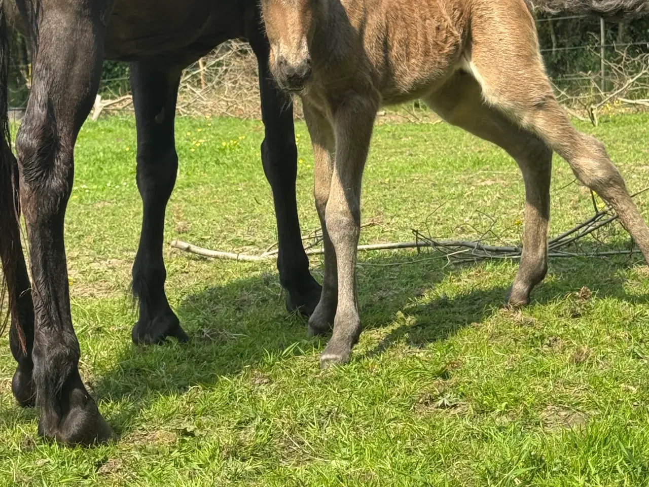 Billede 10 - Fantastisk smuk hingst med afdrag muligt 