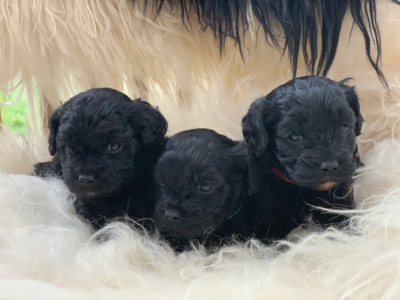 Billede 5 - Små fine cavapoo babyer 