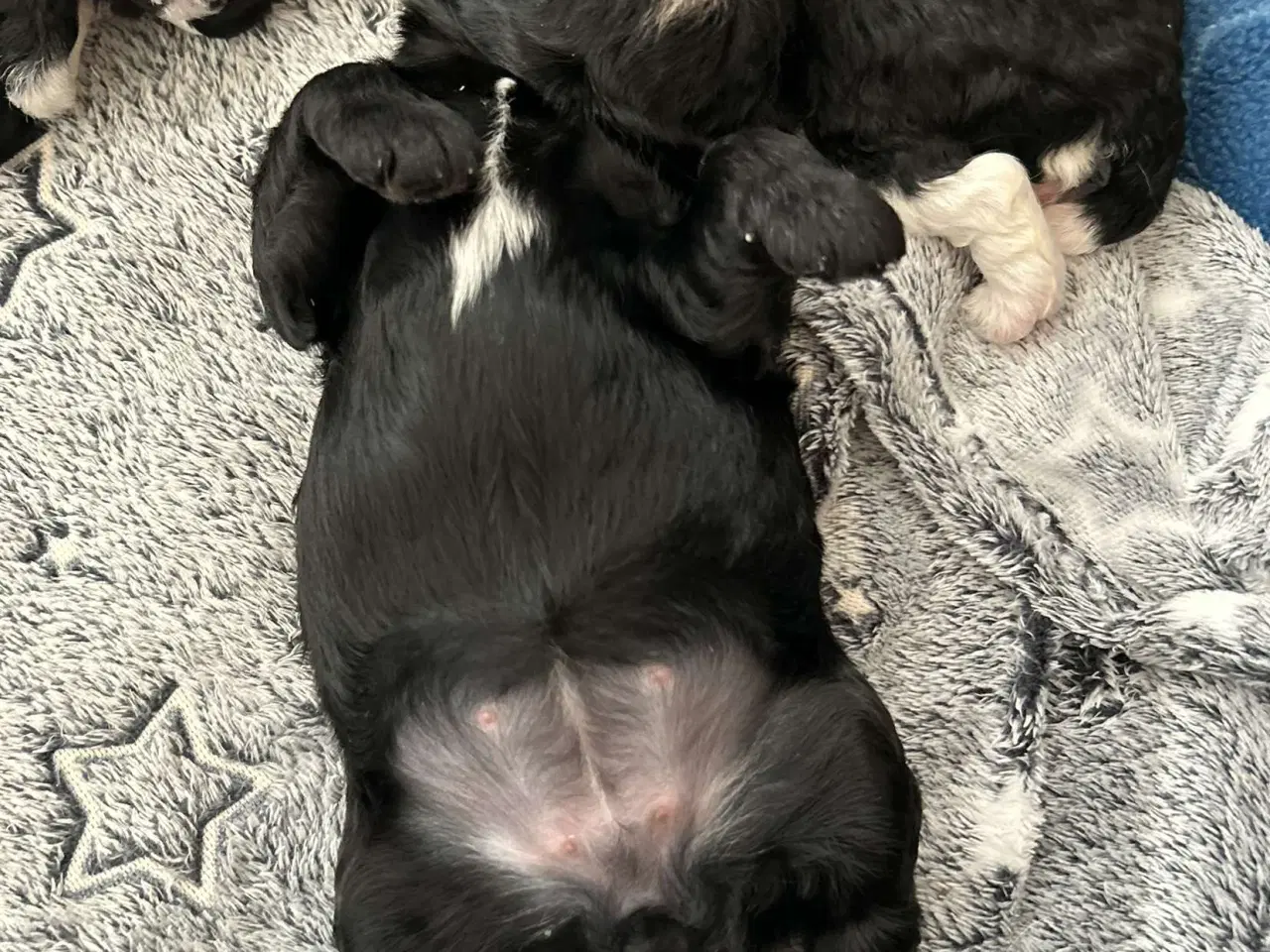 Billede 8 - Skønne Cavapoo-hvalpe – 4 piger og 2 drenge – k