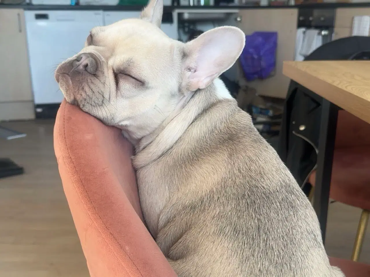 Billede 8 - Den smukkeste blue / zobel 