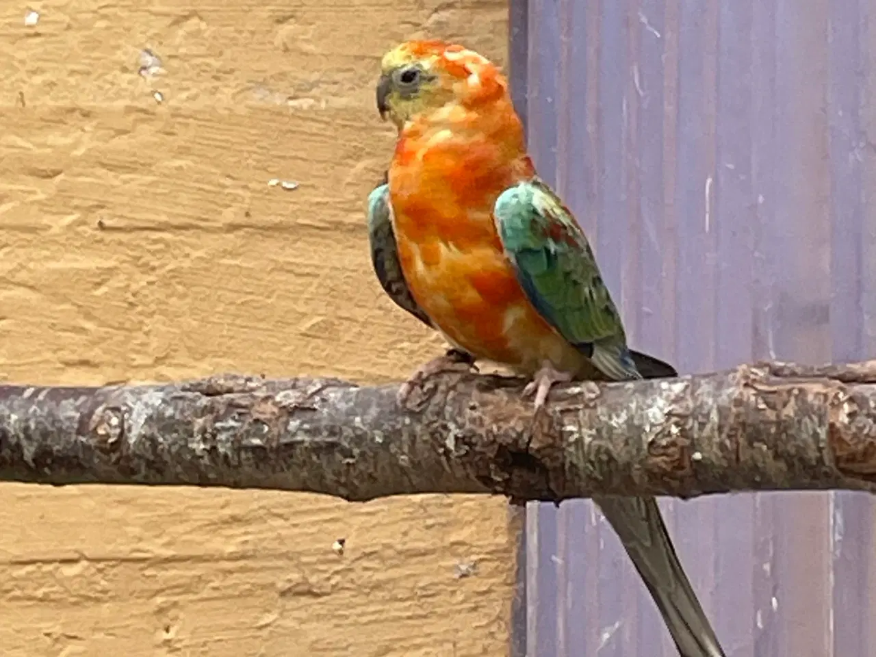 Billede 3 - Orange opaline sangparakitter 