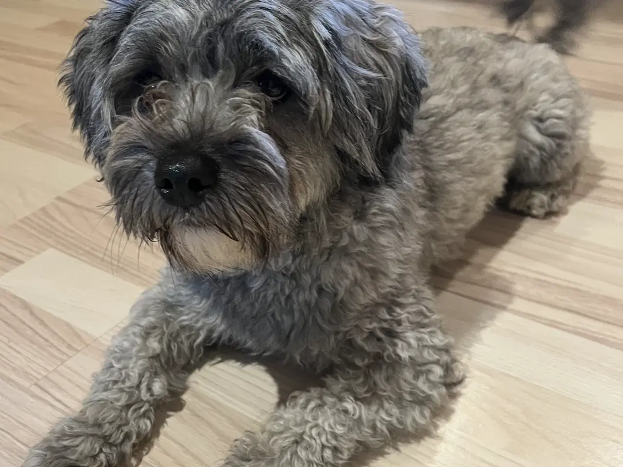 Billede 5 - Kun 3 skønne hanner tilbage nu!