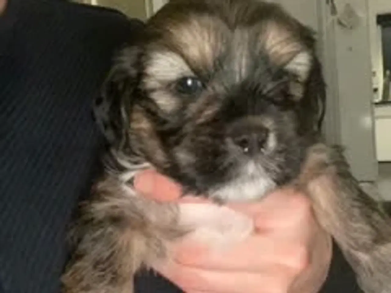 Billede 5 - Skønne Lhasa apso/shih tzu hvalpe søger ny madskål