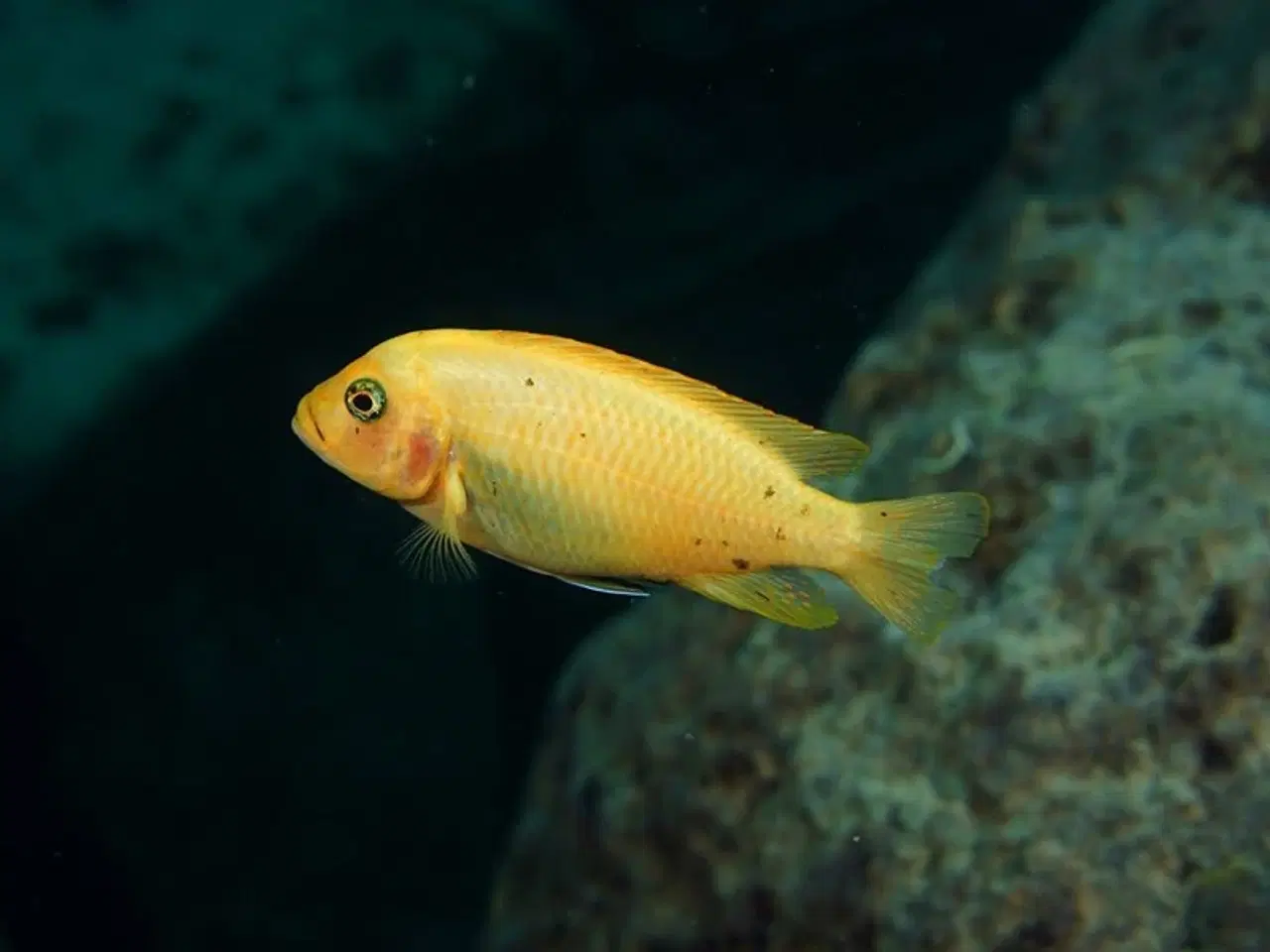 Billede 4 - Maylandia Zebra - Chiwi Rocks