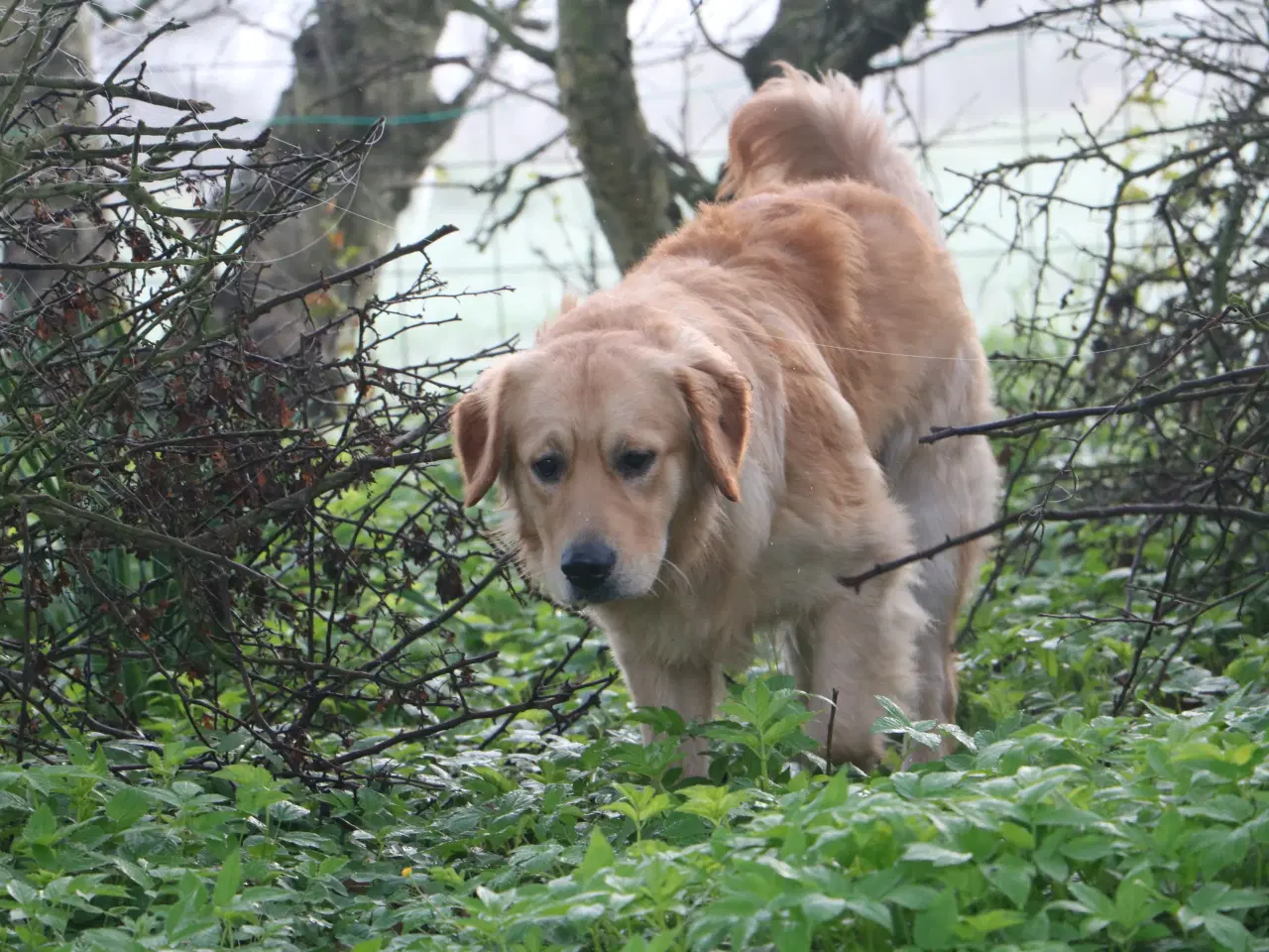 Billede 8 - Golden Retriever tilbydes til parring
