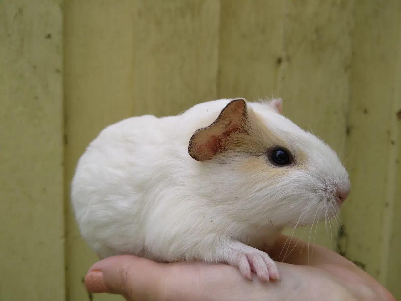 Billede 1 - 2 veninder, hun marsvin