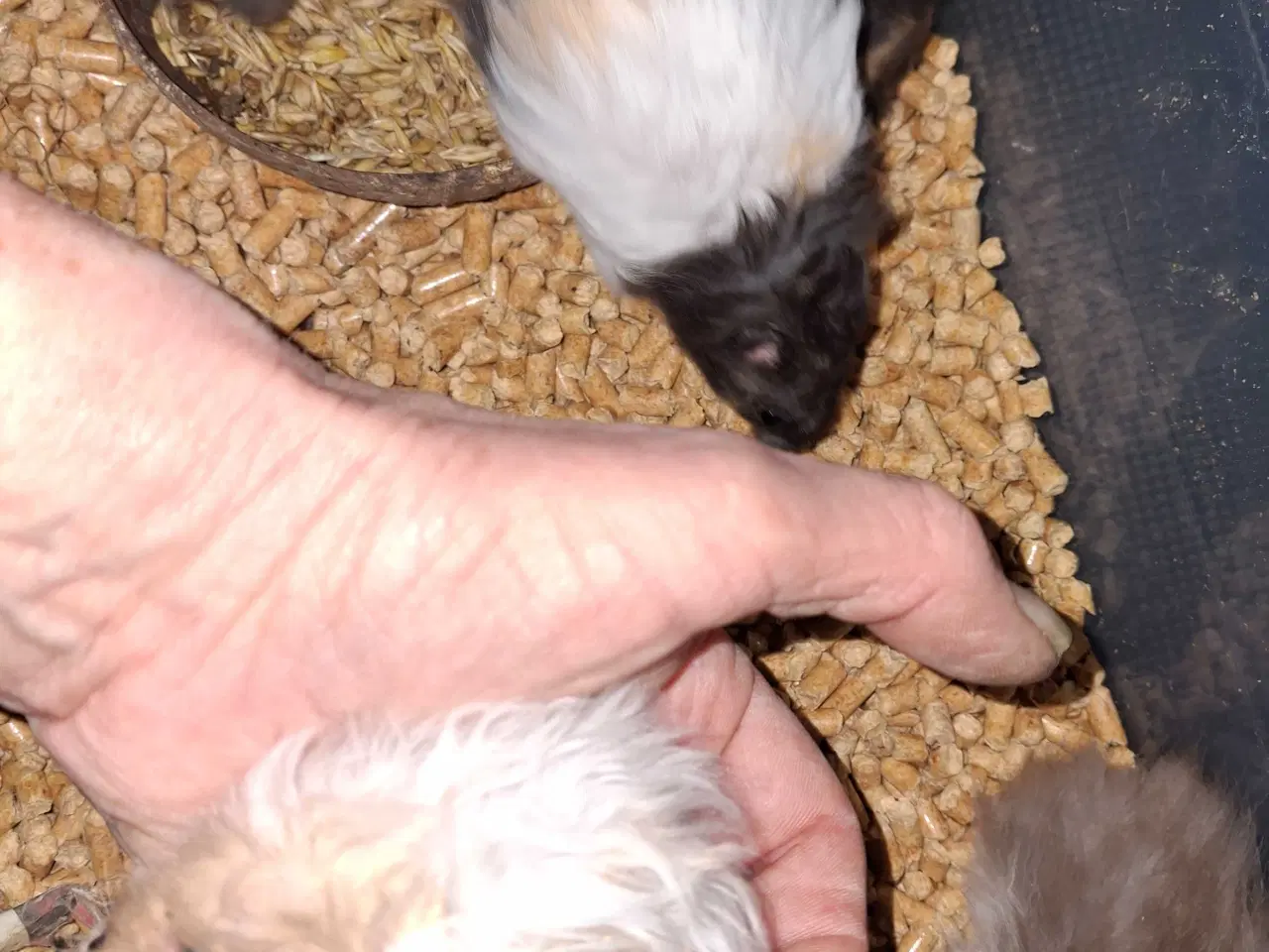 Billede 1 - Guldhamster langhåret 