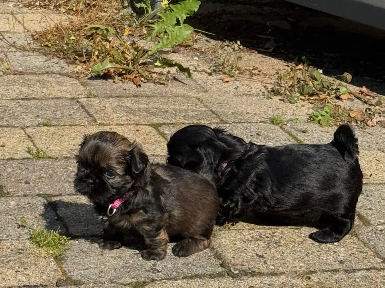Billede 6 - Shih Tzu hvalpe 
