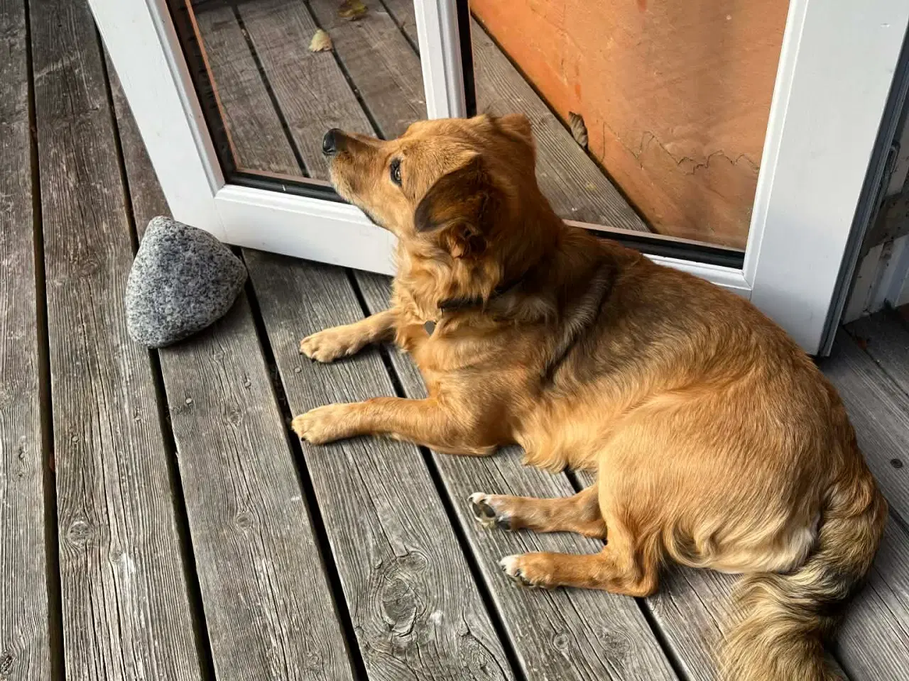 Billede 6 - Sødeste Nino leder efter ny familie 🩵