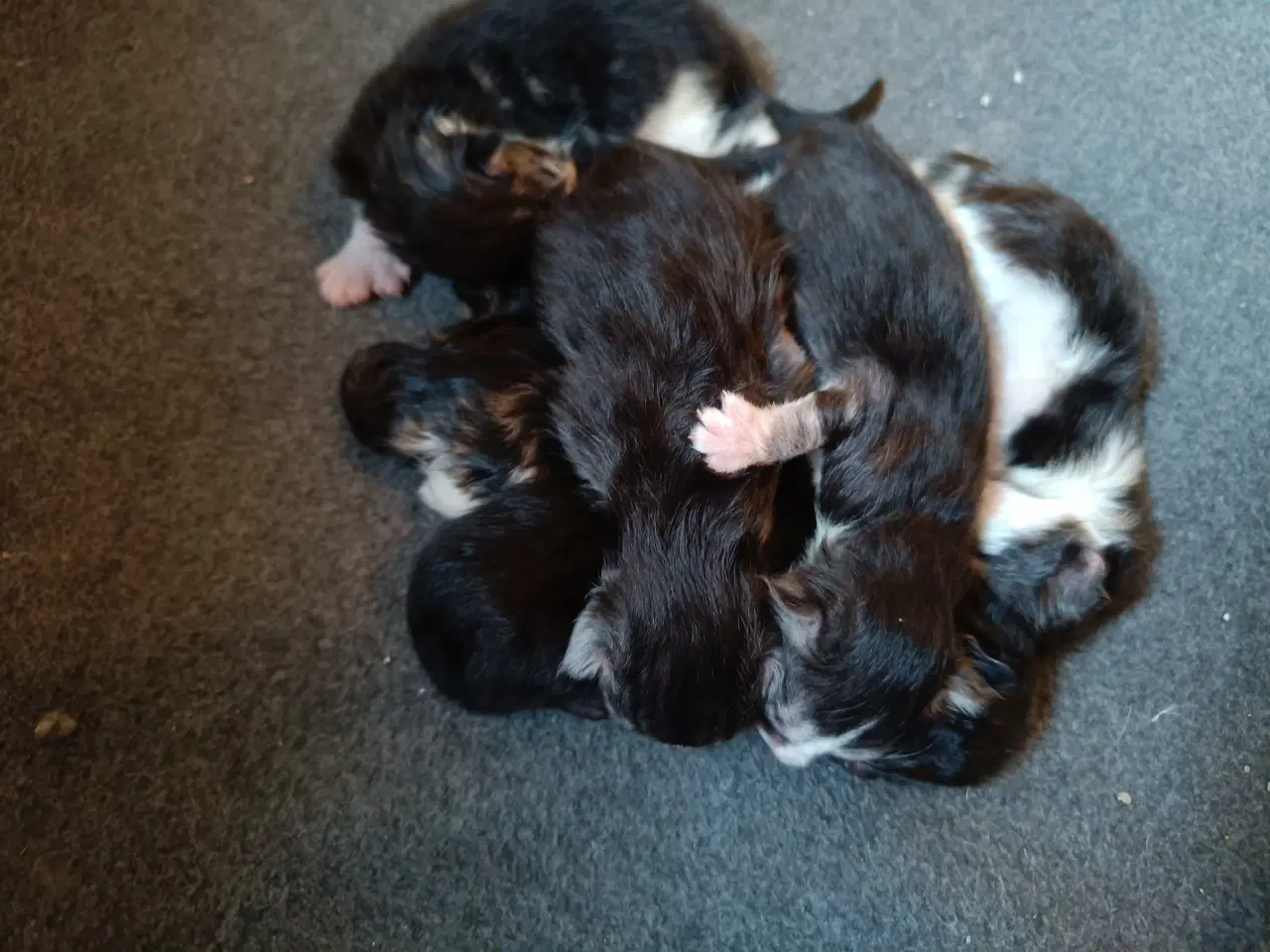 Billede 4 - Mainecoon uden stamtavle 