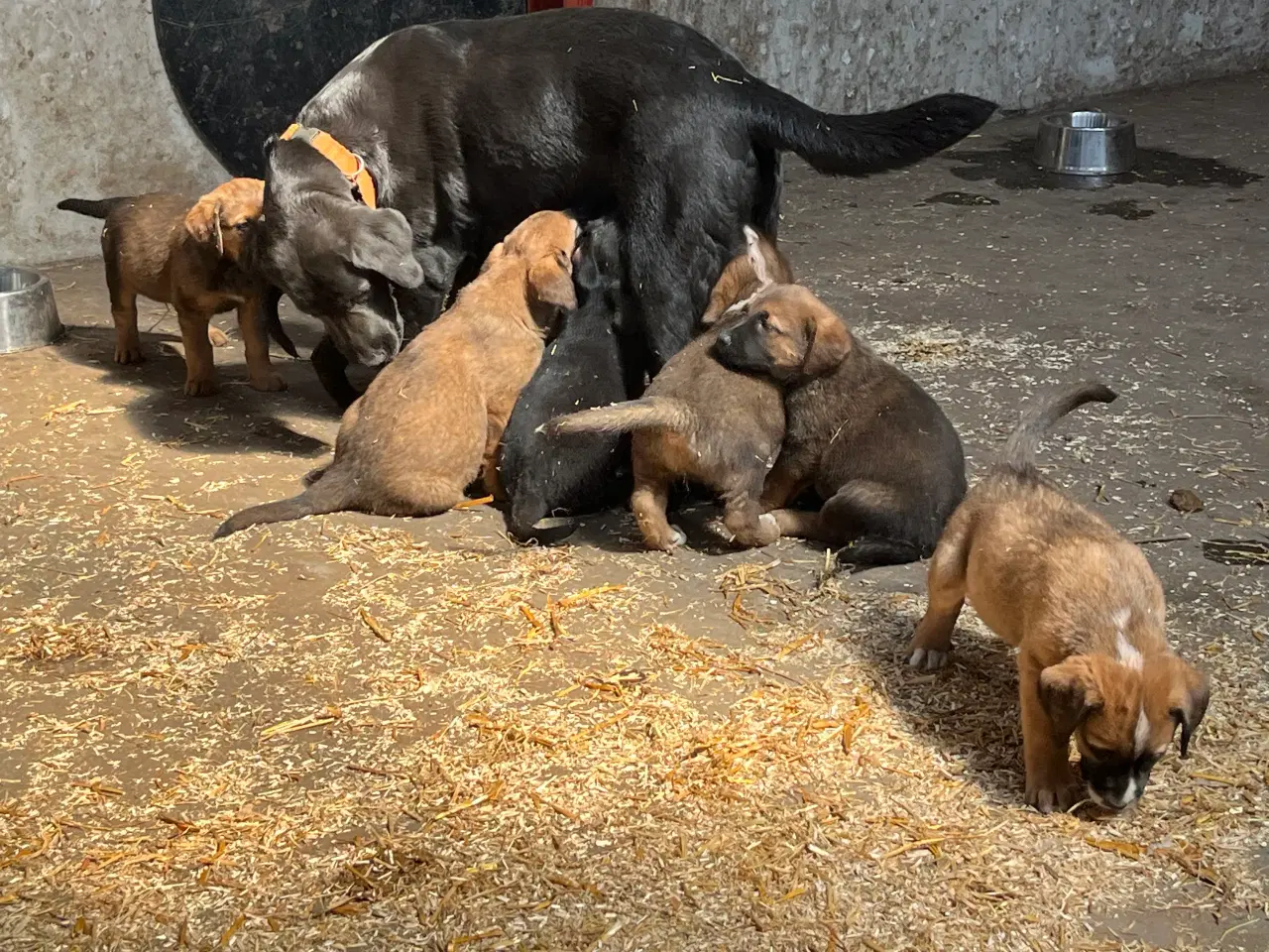 Billede 1 - Hundehvalpe labrador/broholmer/sanktbernhardshund