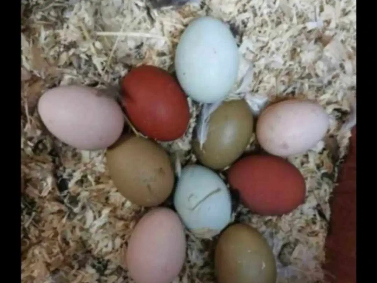 Billede 11 - Kyllinger silkehøns 