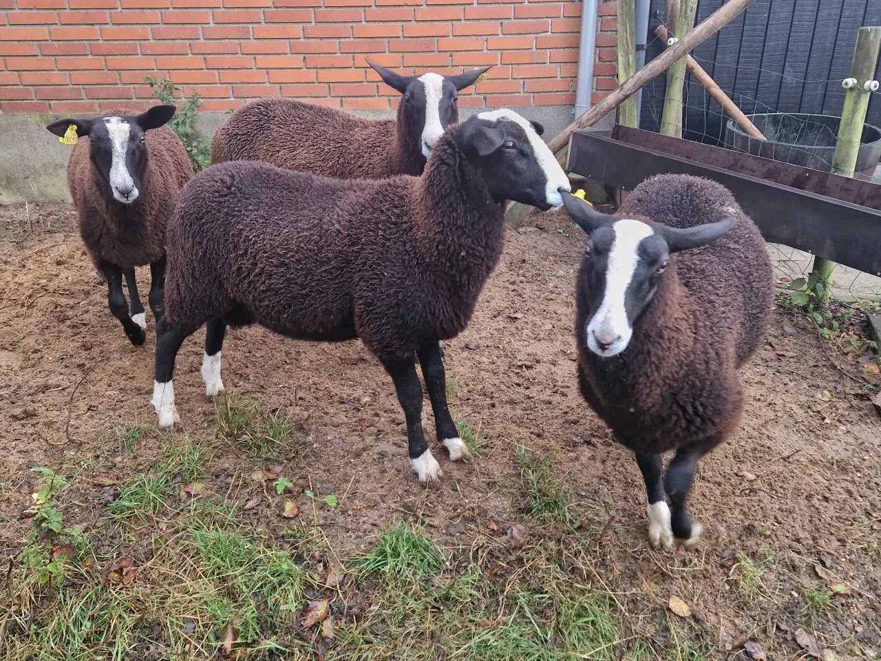 Billede 1 - Zwartsbles gimmer og vædderlam sælges M 3