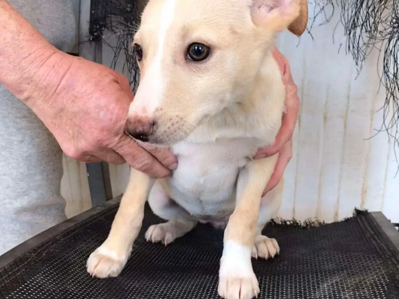 Billede 16 - Vidunderlige Lotus søger sin helt egen familie 🥰