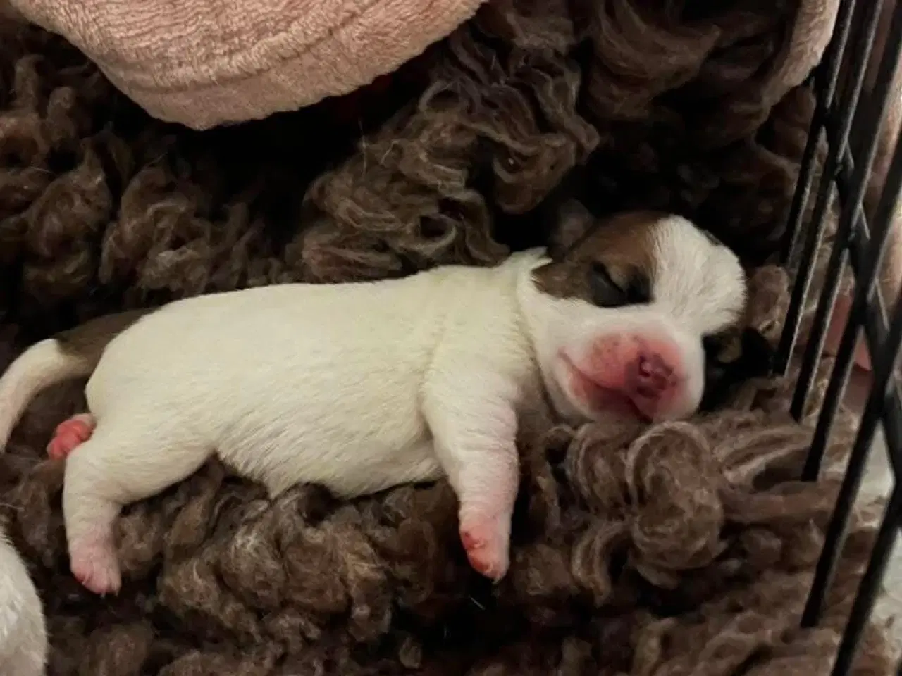 Billede 3 - Jack Russell Hvalpe - DKK stamtavle