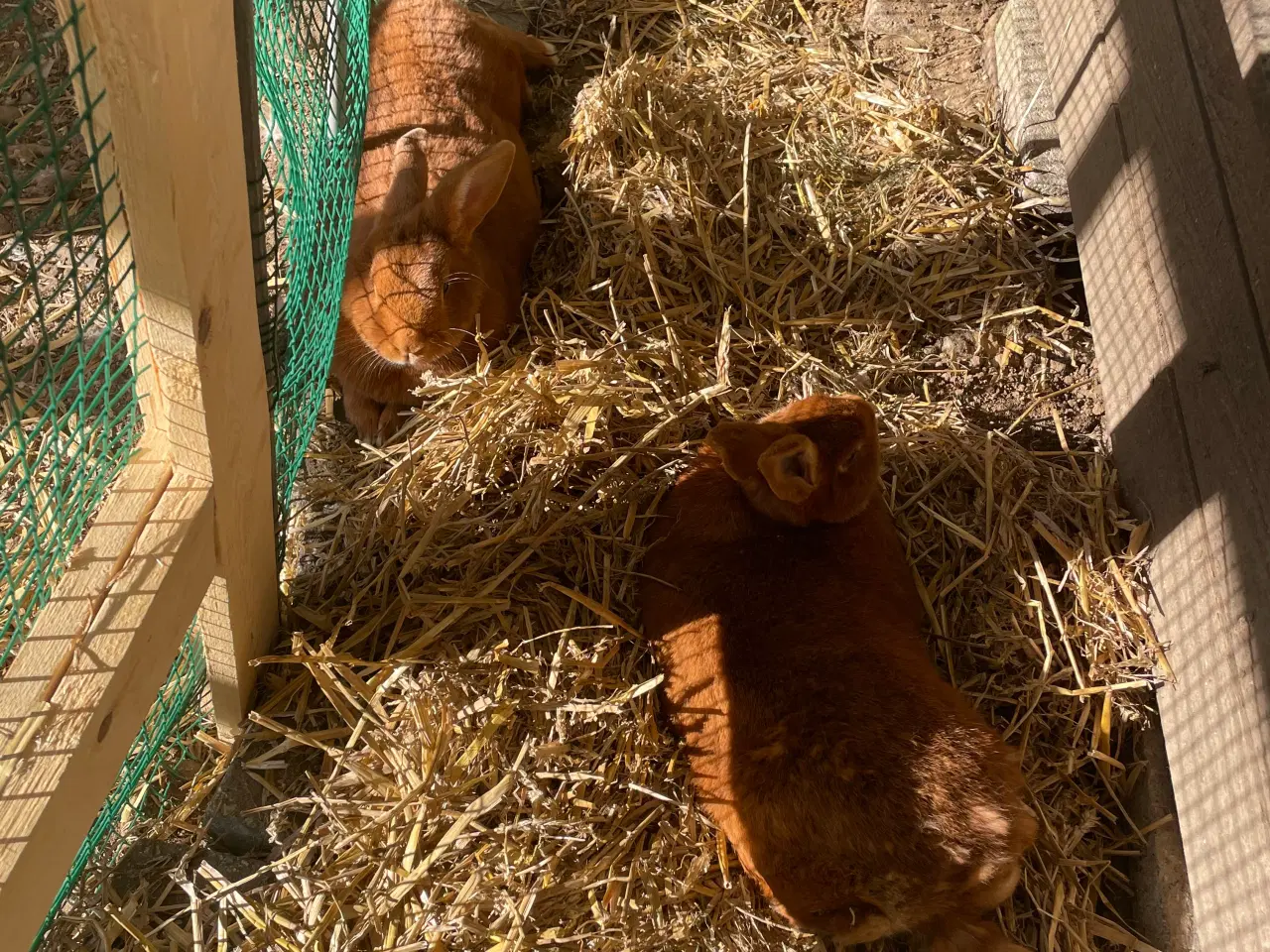 Billede 1 - Kaniner 2 stk. gives til nyt hjem