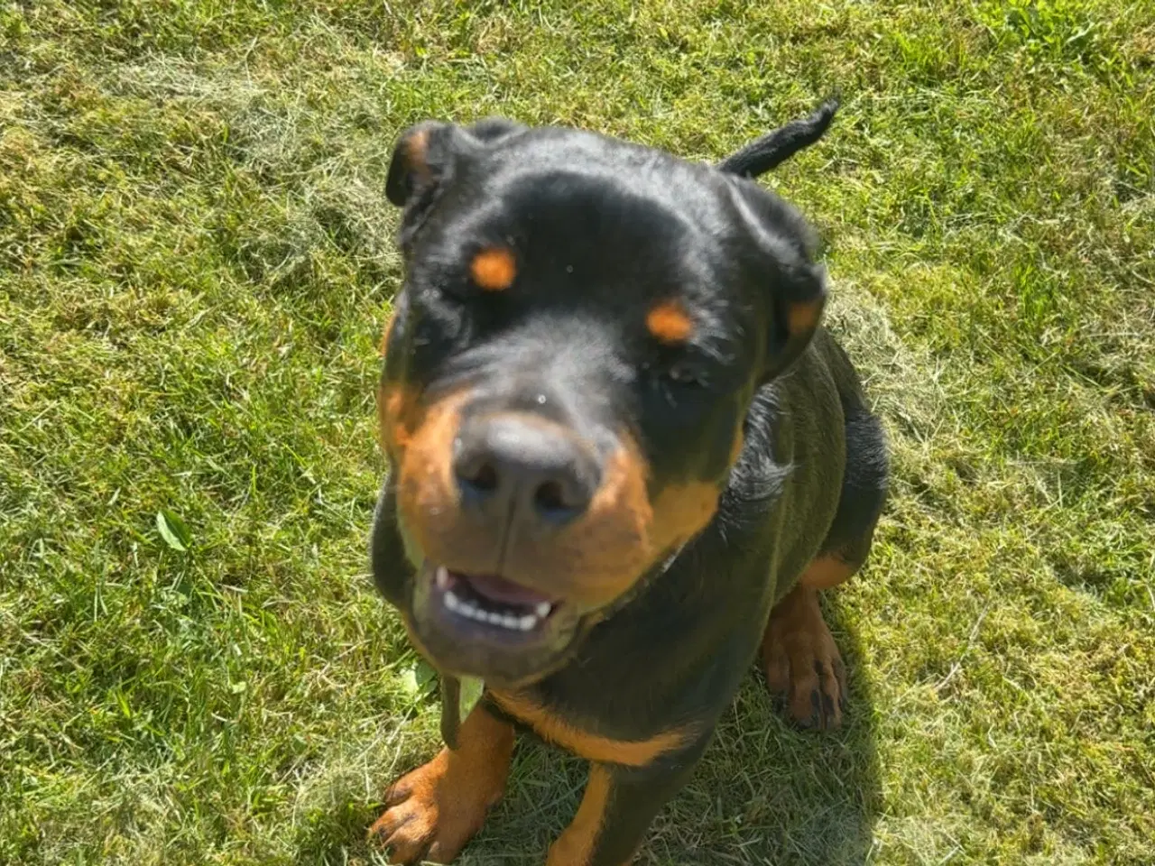 Billede 2 - Rottweiler søger nyt hjem