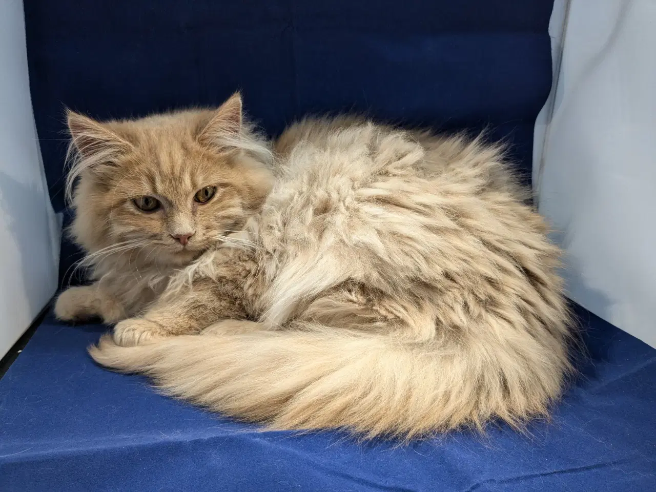 Billede 5 - Maine coon han 5 mdr