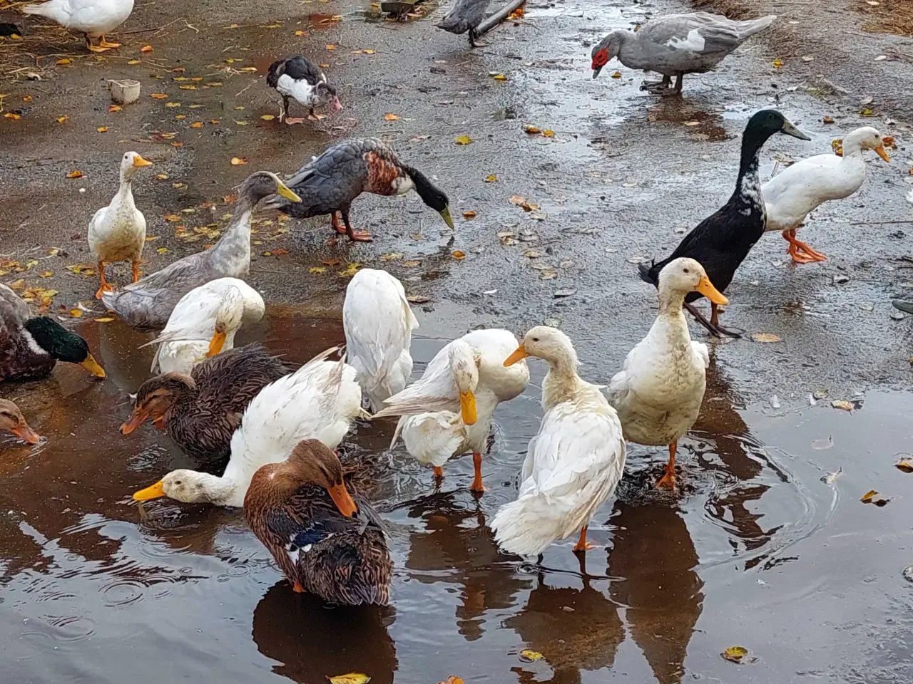 Billede 2 - Løbeænder