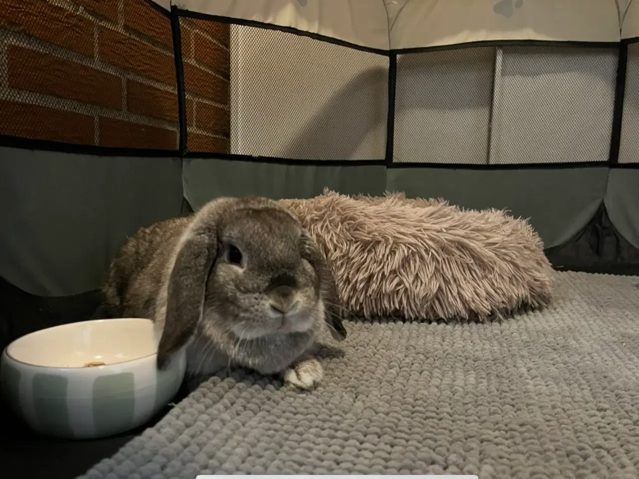 Billede 1 - Sød & tam hun kanin sælges 🐰🩷