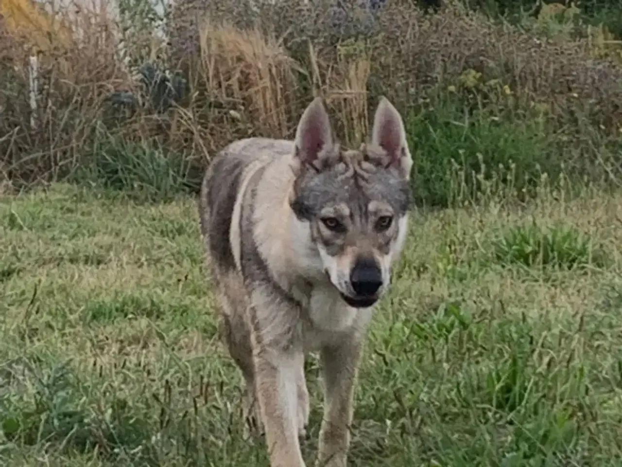 Billede 2 - Hvalpe af hvid schæfer og tjekkoslovakisk ulvehund