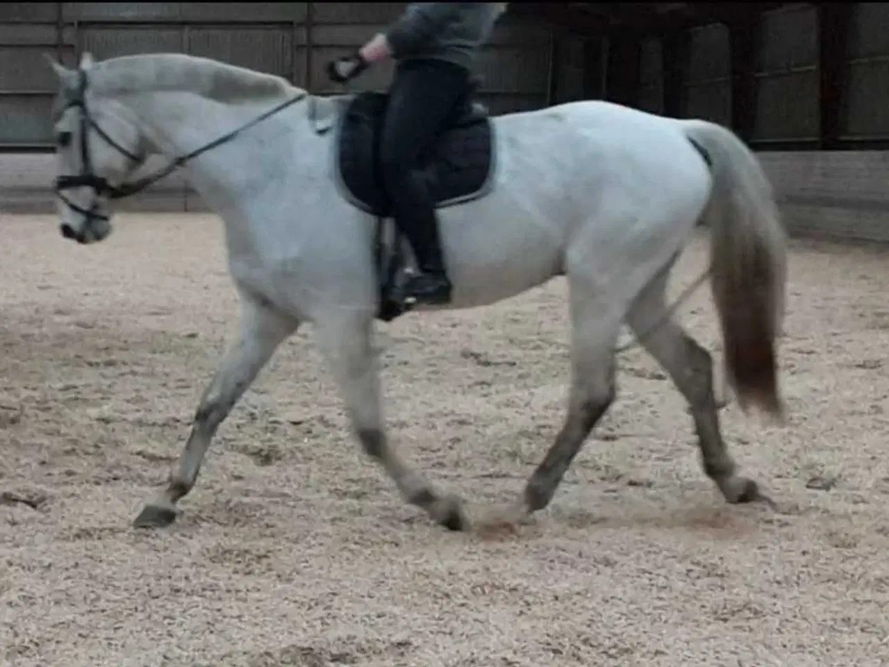Billede 11 - 🐴 Smuk og alsidig vallak – Ronaldo søger sit sids